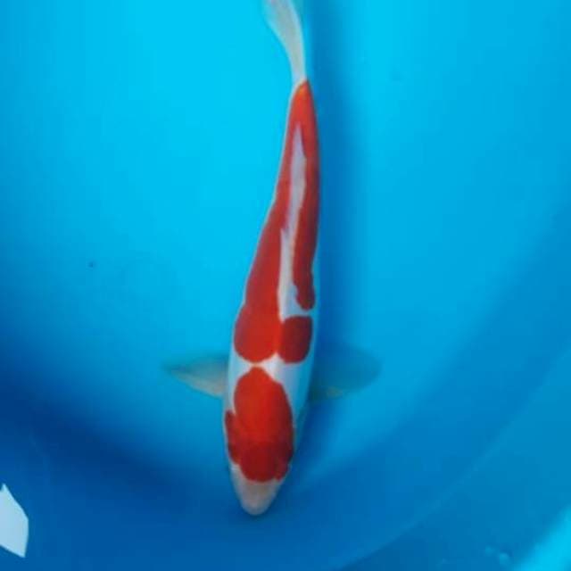 Kohaku