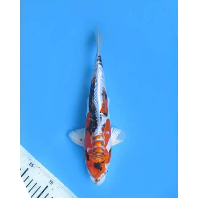 Kawarimono Jenis Yang Ditunggu, Male - 27cm