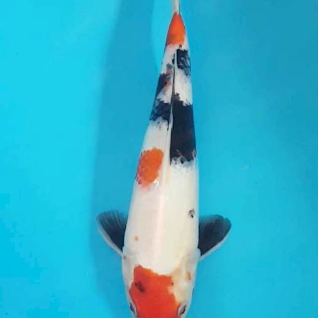 Maruten Showa 33 cm