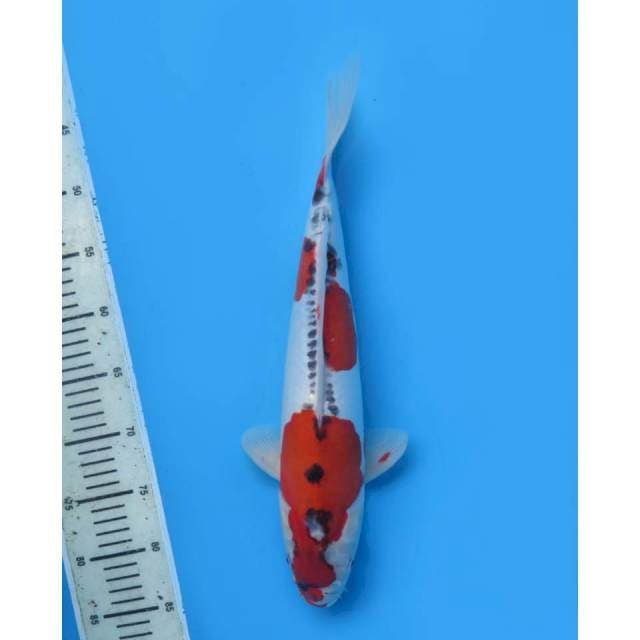 Super Beni Kikokuryu , female - 40cm