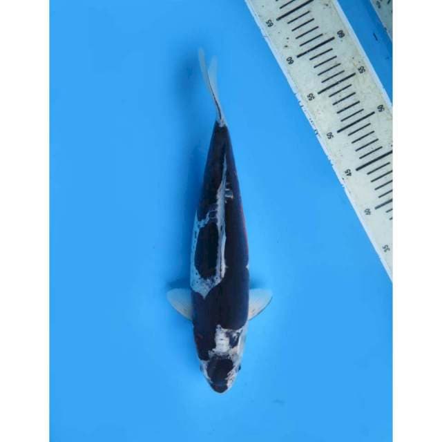 Budo Goromo Doitsu Langka, Male - 37cm