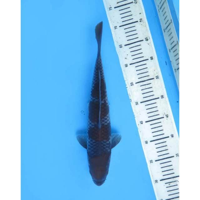 Ochiba 4 Step, Male - 37cm