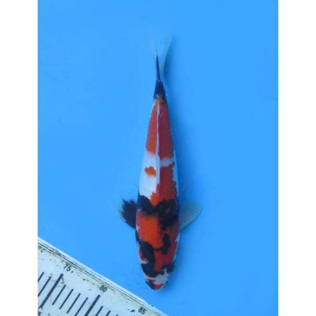 Showa Halus Prospek, Male - 30cm