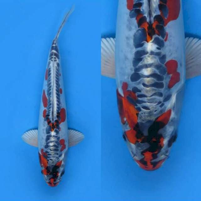 Super Beni Kikoruyu Asli Antik , Male - 35bu
