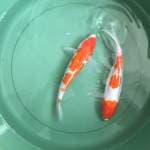 kohaku 2 & 3 step