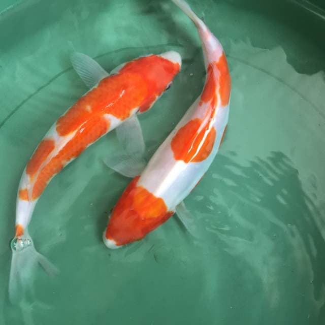 kohaku 2 & 3 step