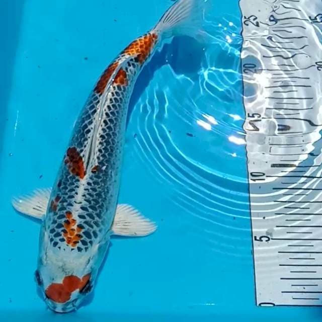 gingga 30cm