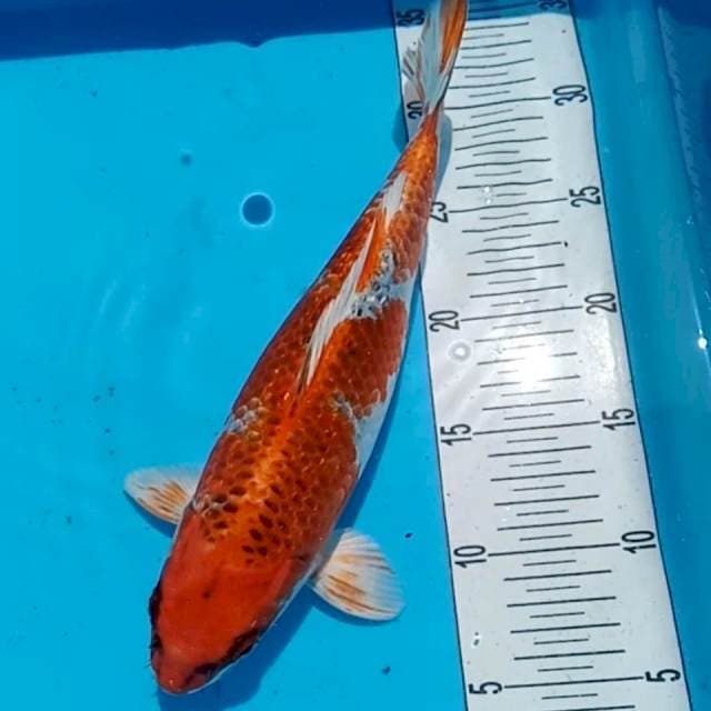 kujaku 29cm