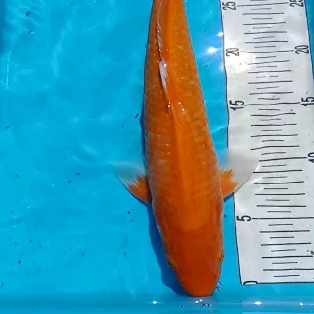 orange 36 cm