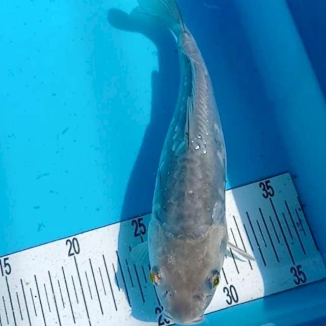 kiko 26 cm