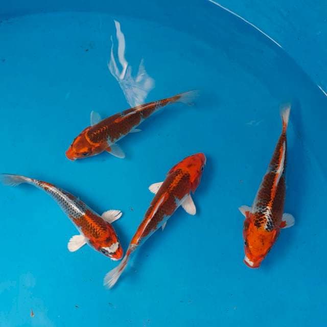 Kujaku mix +/- 18cm