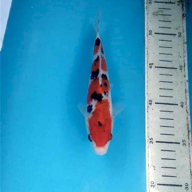 Sanke 20 cm