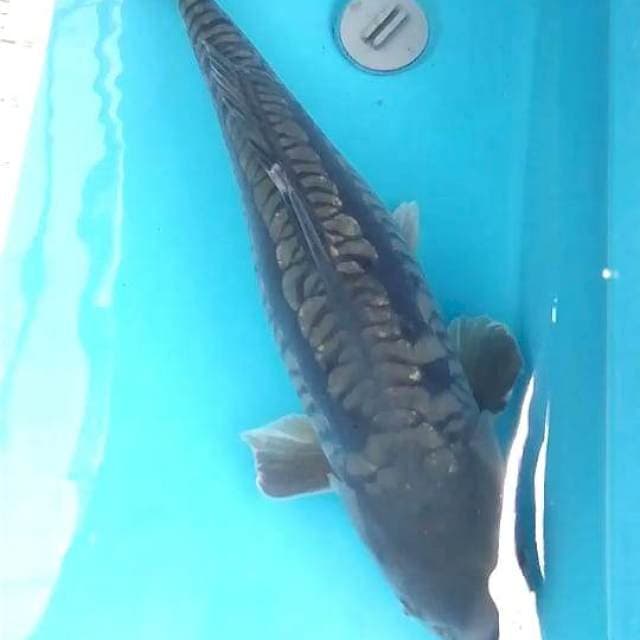Aragoke 63 cm