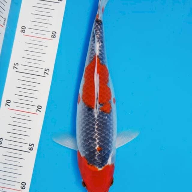 Goshiki Red Ring Blue 28cm