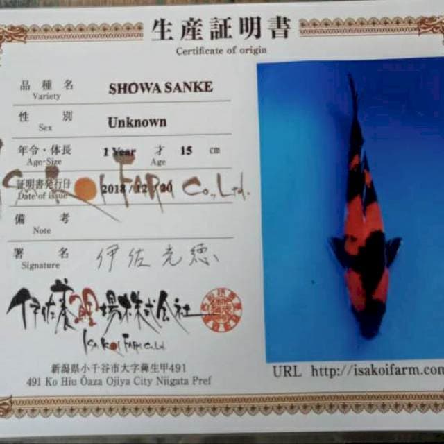 Showa isha