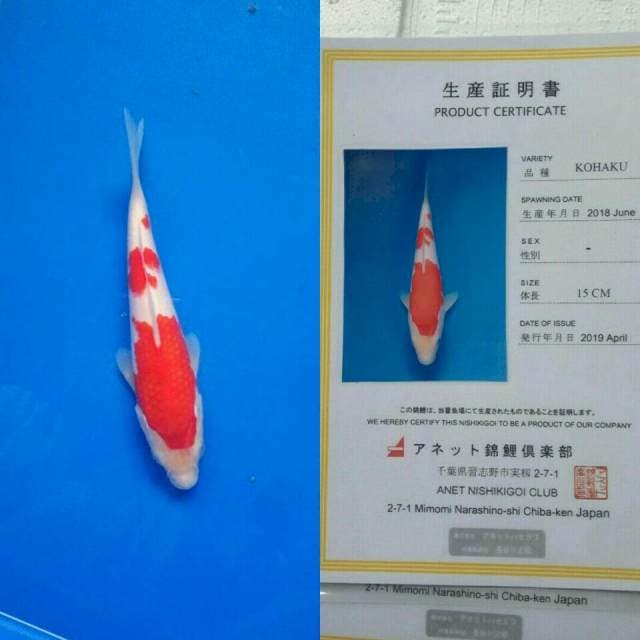 Kohaku import anett koi farm