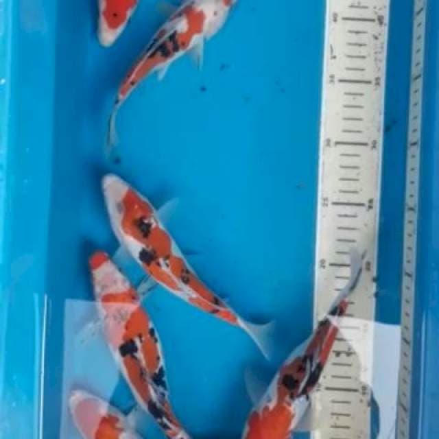 paket 20cm sanke doit 6ekor
