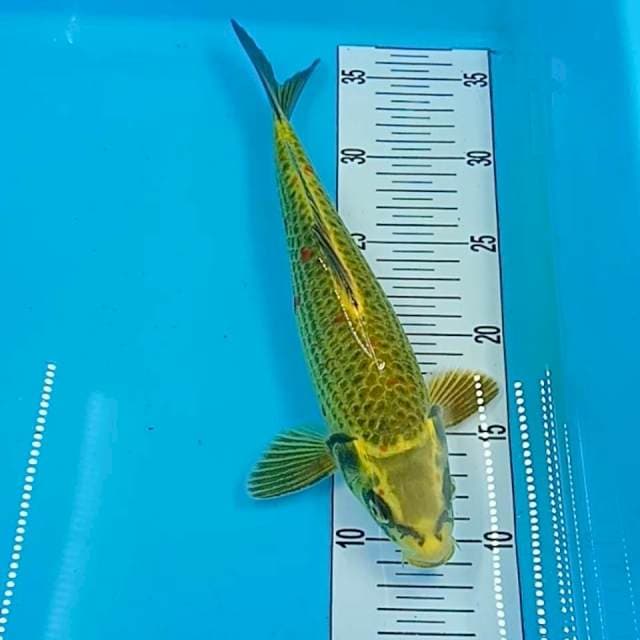 mukasi 27 cm