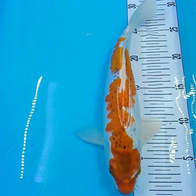 goshiki 29 cm