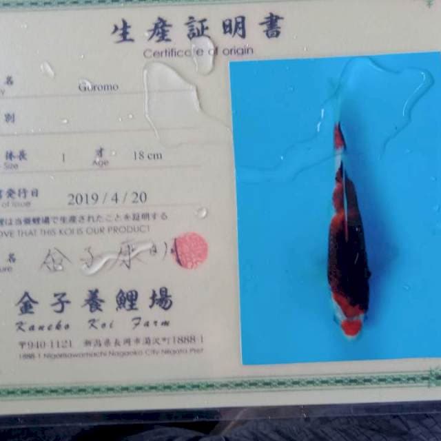 Goromo import maruten