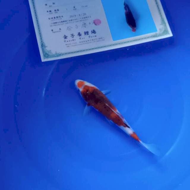 Goromo import maruten