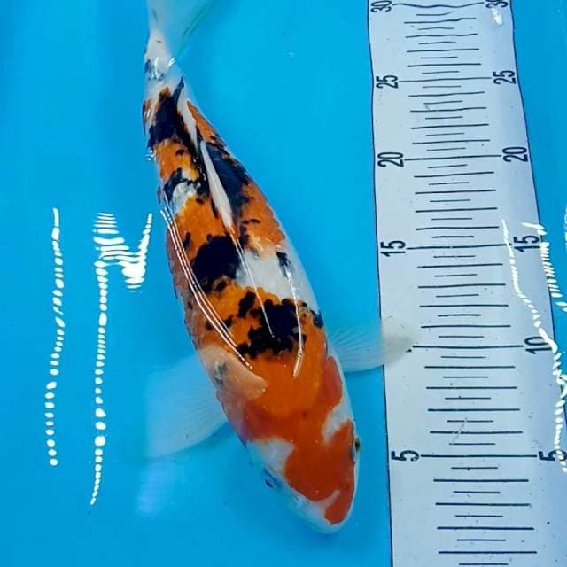 sanke 32 cm