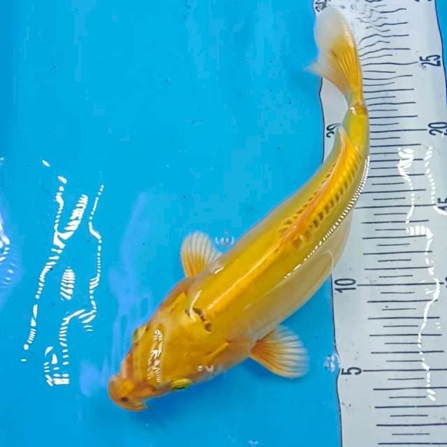 kiko 27 cm