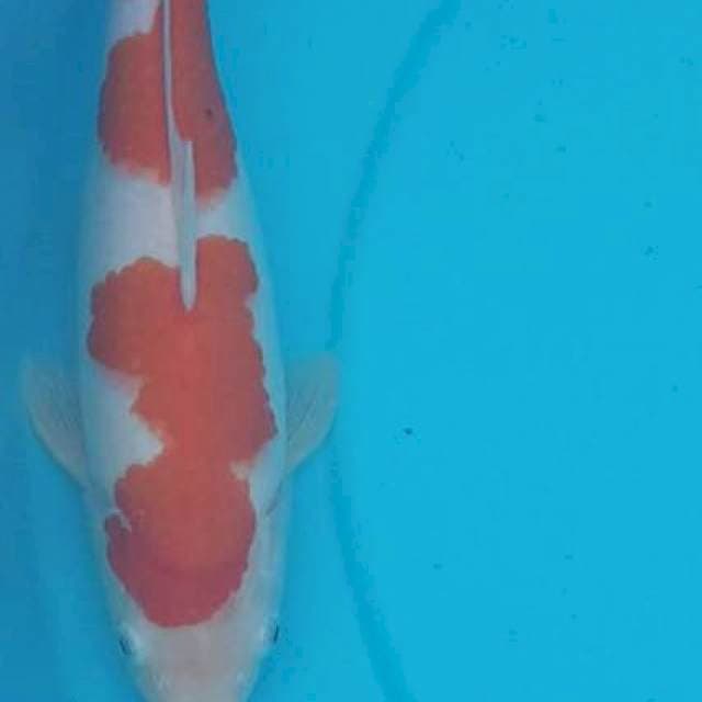Kohaku 27 cm