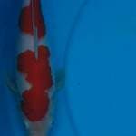 Kohaku 27 cm