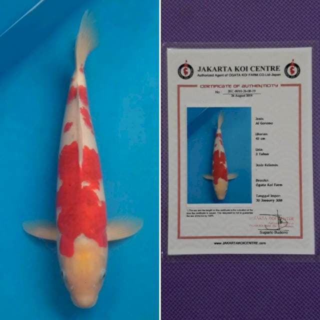Ai goromo import sertifikat