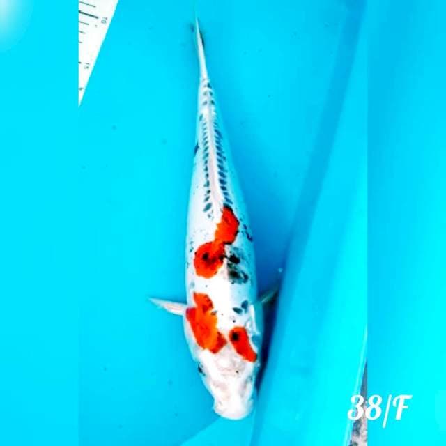 KIKO FEMALE