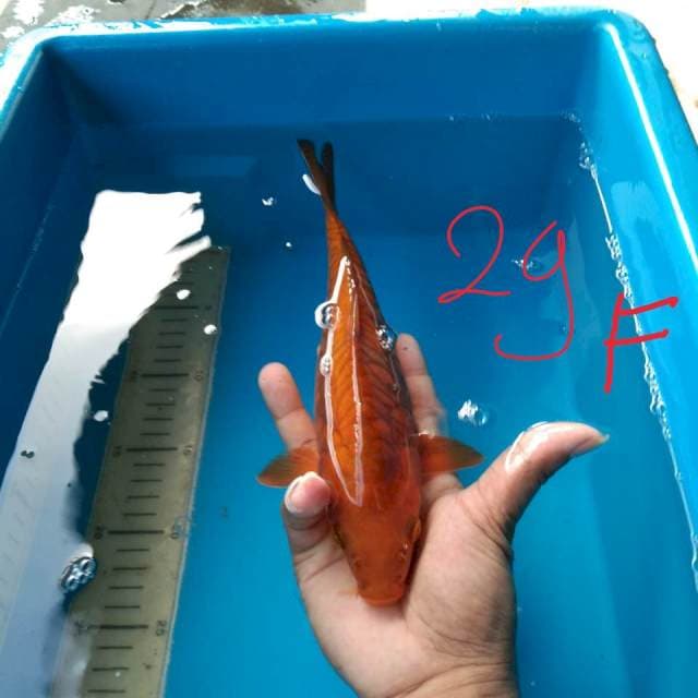 CHAGOI ARAGOKE FEMALE