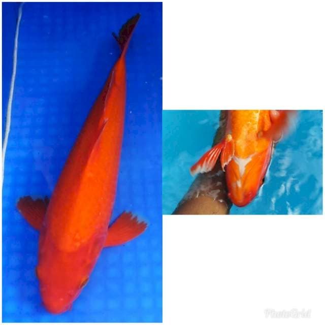 Red benigoi BONGSOR