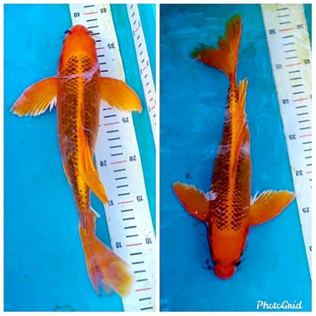 Kumpay aka matsuba
