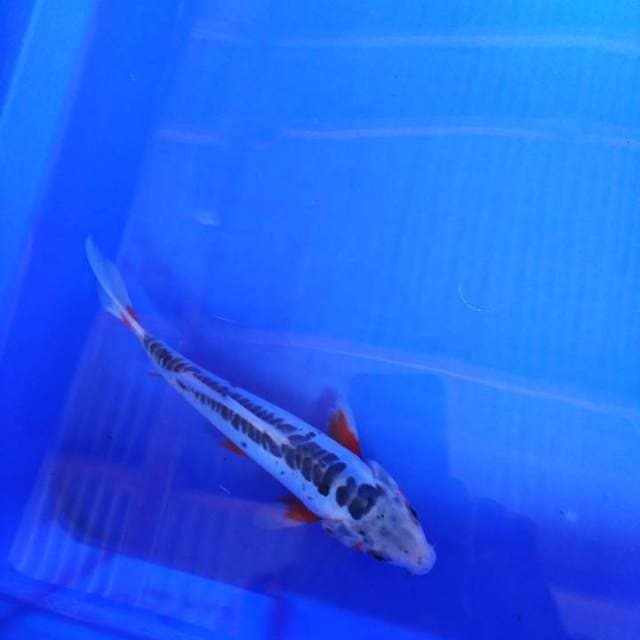 H W C (S of T) shusui 23cm