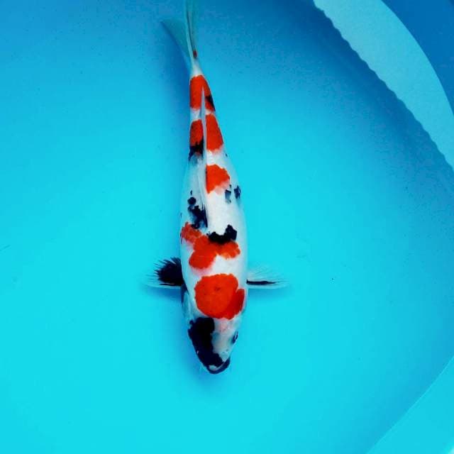 C. Kinday Showa #32cm