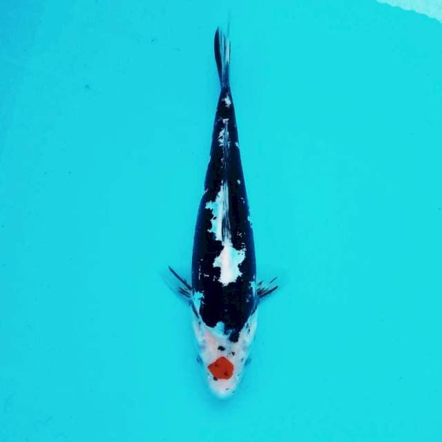 H. Tancho Benikumon #31cm