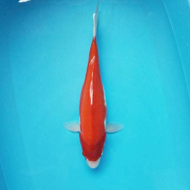I. Doitsu Kohaku #42cm