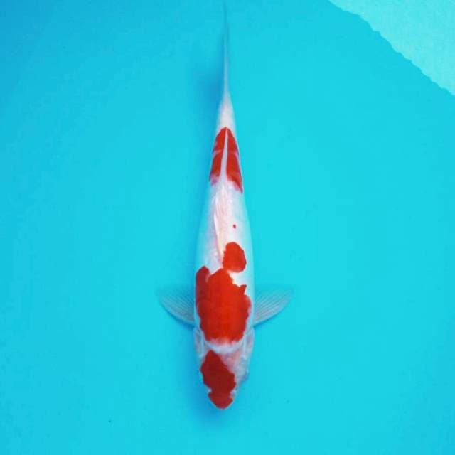 J. Maruten Kohaku #30cm
