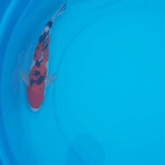 Sanke 25 cm