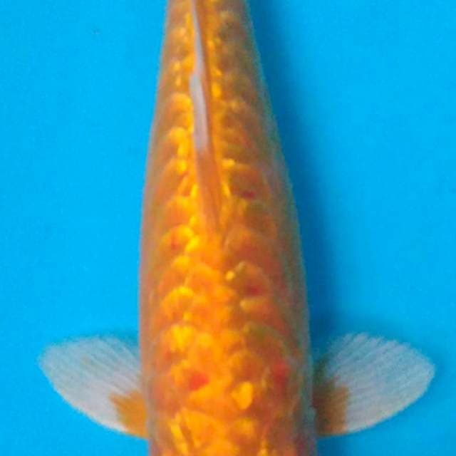 GOLD GINRIN ARAGOKE 32 cm