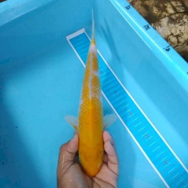 Hariwake