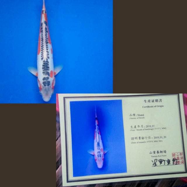 Sushui import serti yamaju