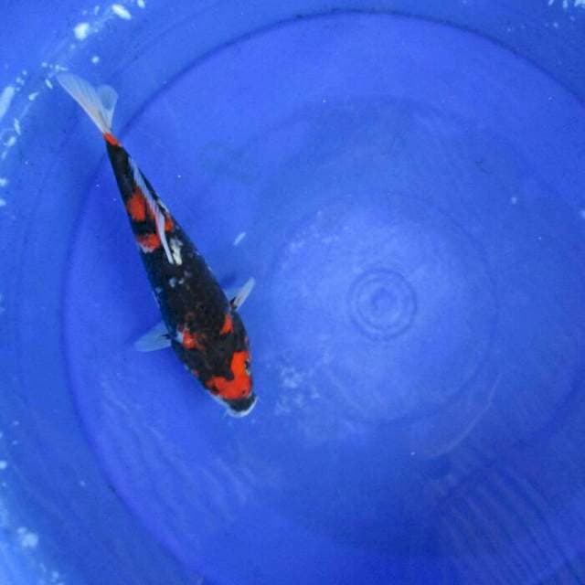 Showa ±24cm