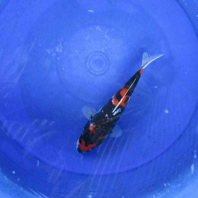Showa ±24cm