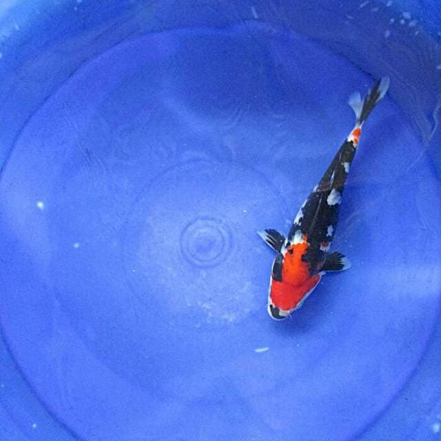Showa merah strong ±23cm