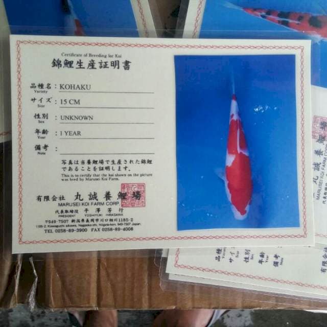 Kohaku import marusei