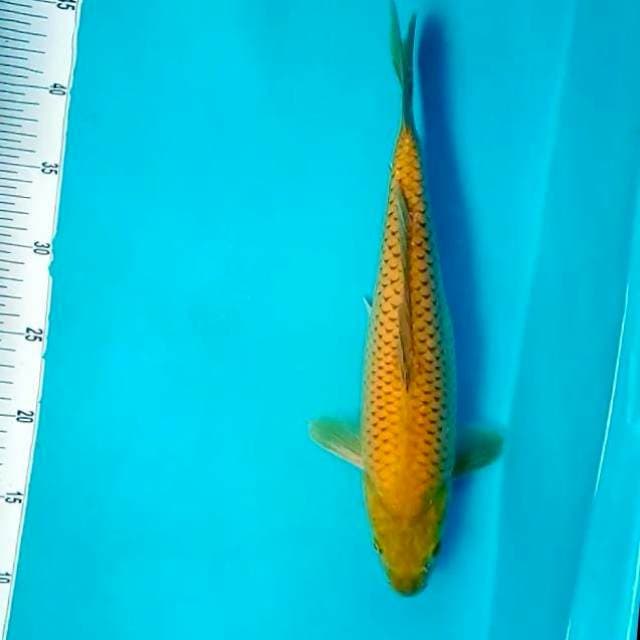 1. Big Midori || 35 cm
