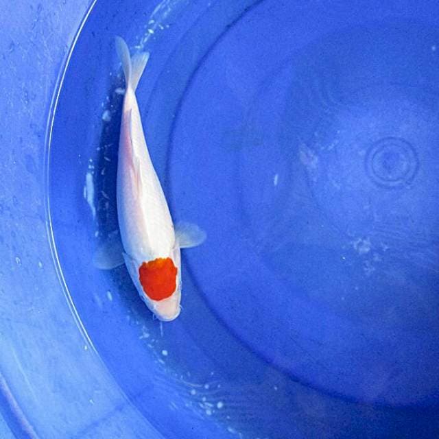 Original tancho ±27cm
