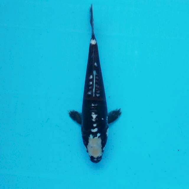 6. Kucibeni Kumon || 25 cm